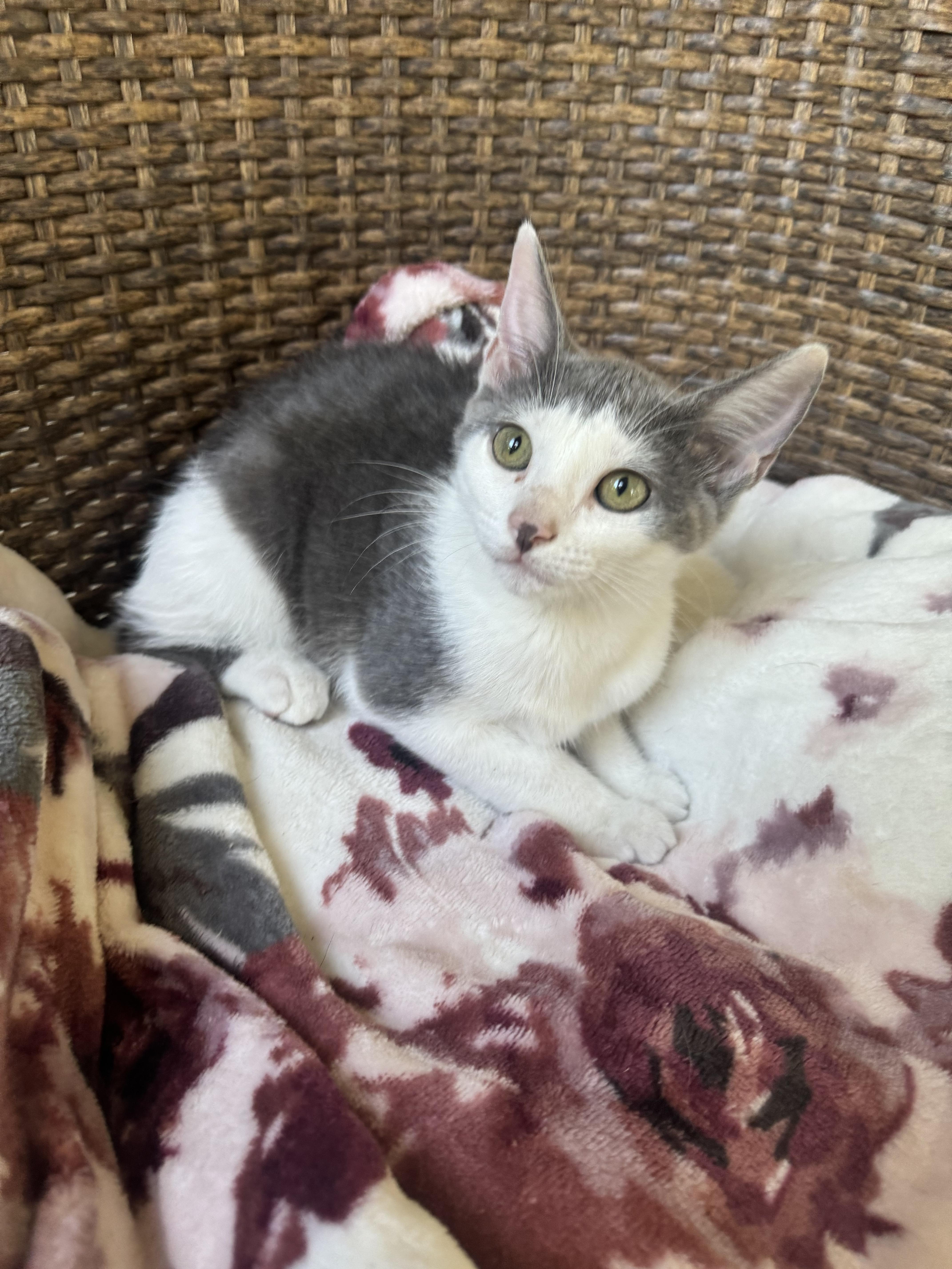 Bonnie, Adoptable, Young Female Domestic Short Hair.