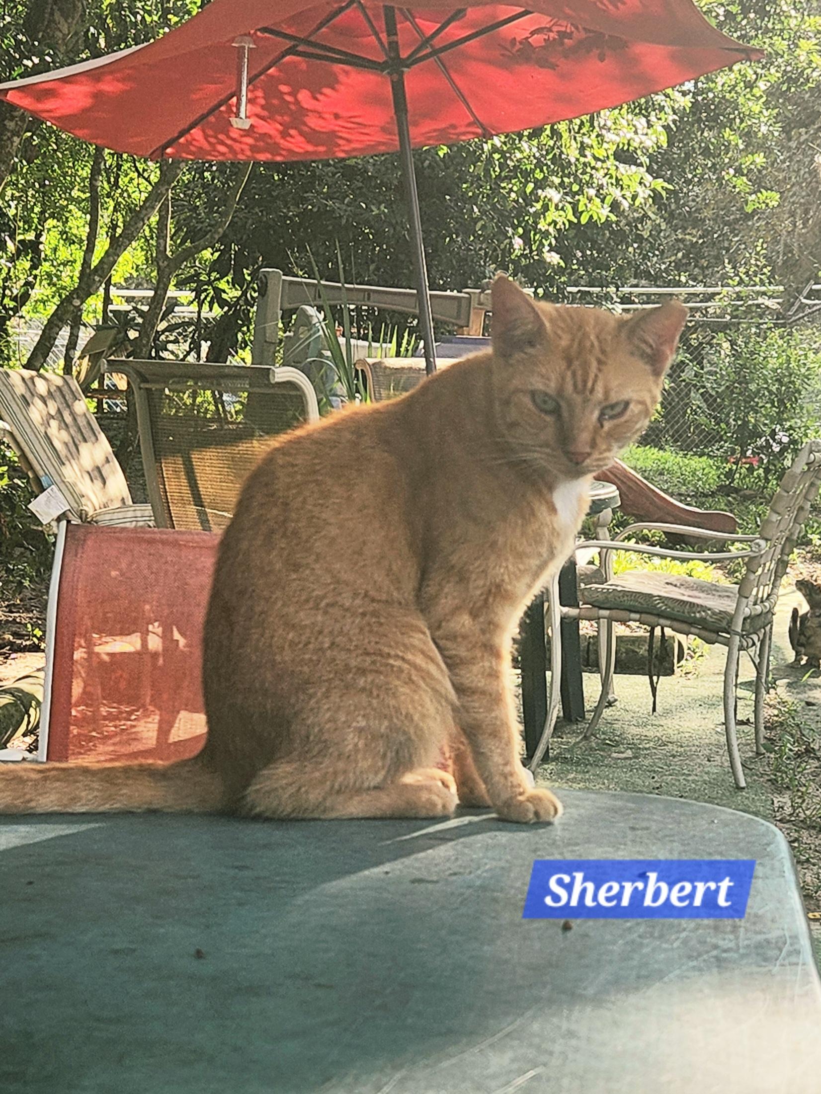 Sherbert