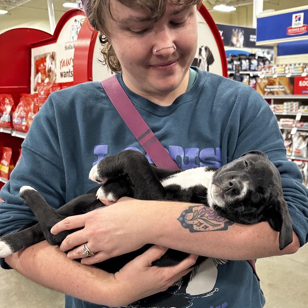 josie, Adoptable, Puppy Female Chocolate Labrador Retriever & Pit Bull Terrier.