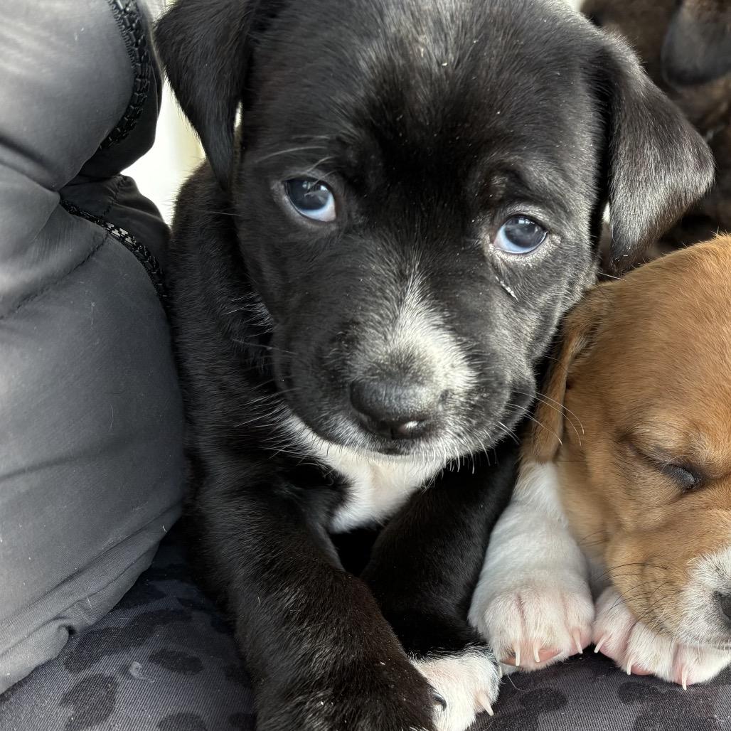 Enlarge josie, a Adoptable mixed breed in Bellingham, WA image 3/6