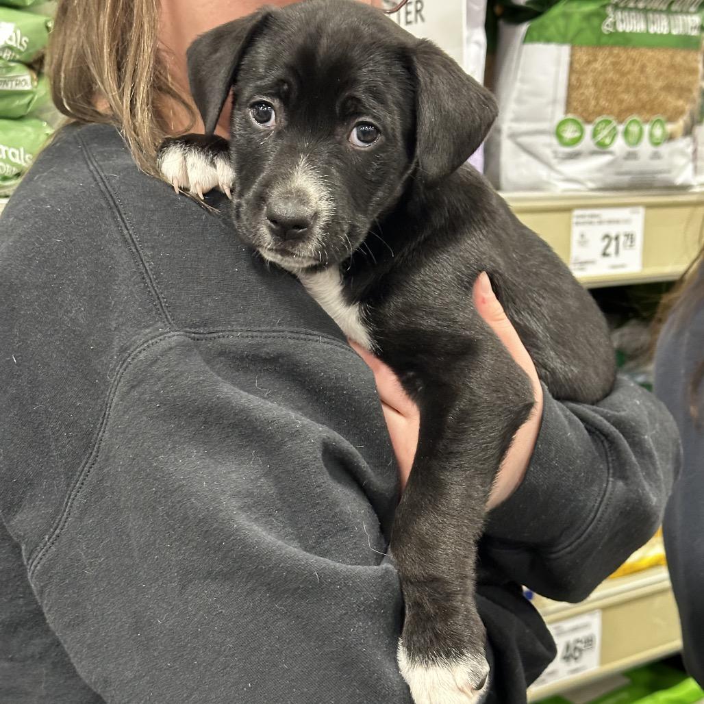 Enlarge josie, a Adoptable mixed breed in Bellingham, WA image 4/6