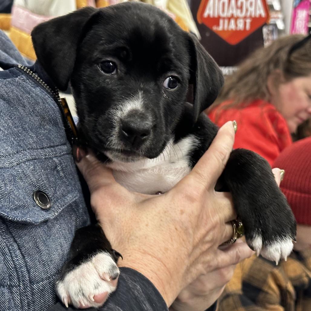 Enlarge josie, a Adoptable mixed breed in Bellingham, WA image 6/6