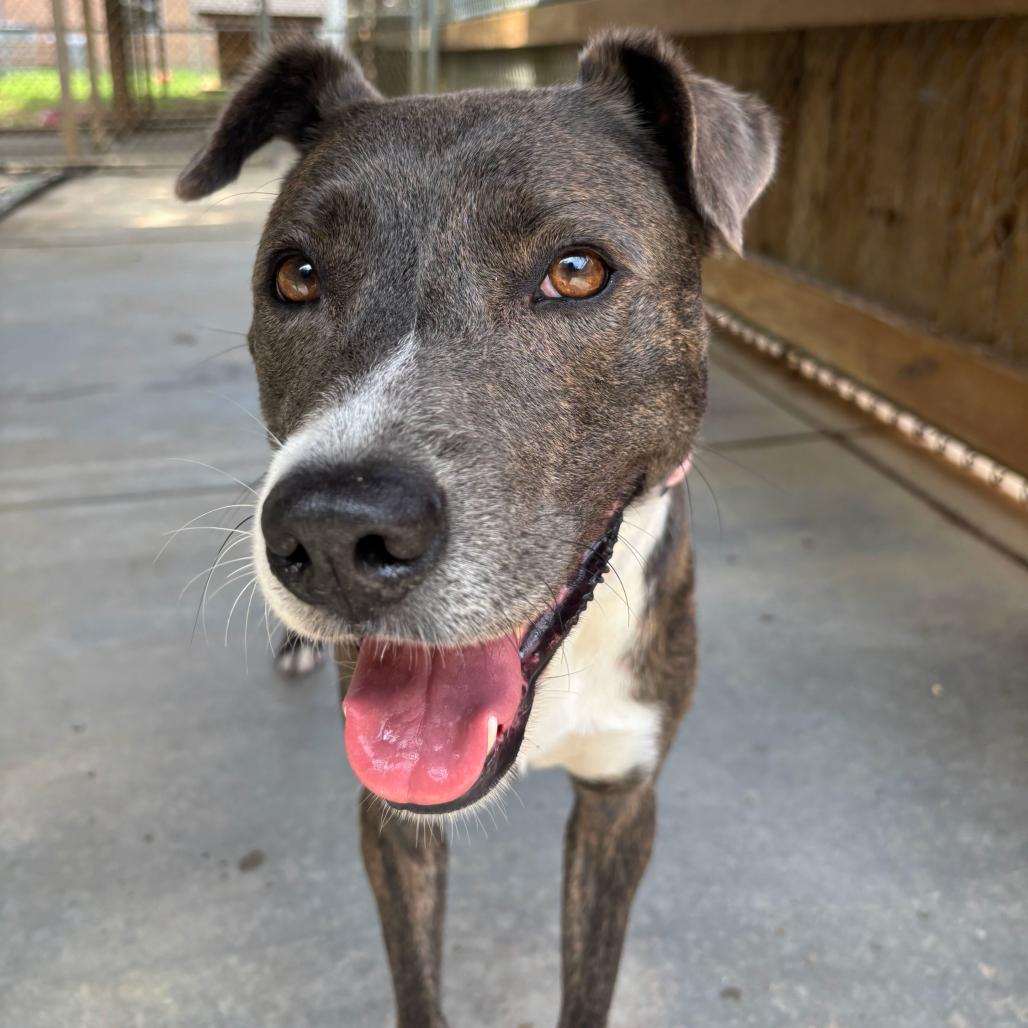 Parfait 2004, a Adoptable Mixed Breed in Columbus, GA image 1/6