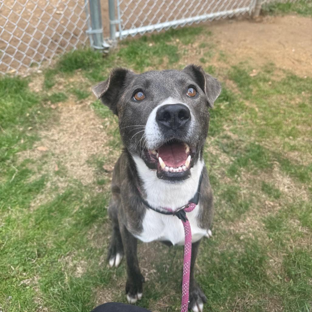 Parfait 2004, a Adoptable Mixed Breed in Columbus, GA image 2/6