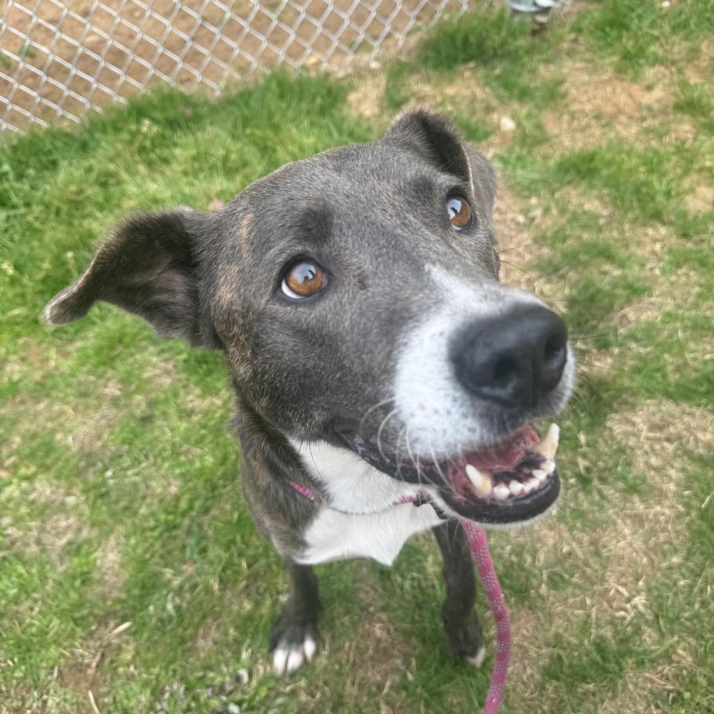 Parfait 2004, a Adoptable Mixed Breed in Columbus, GA image 5/6