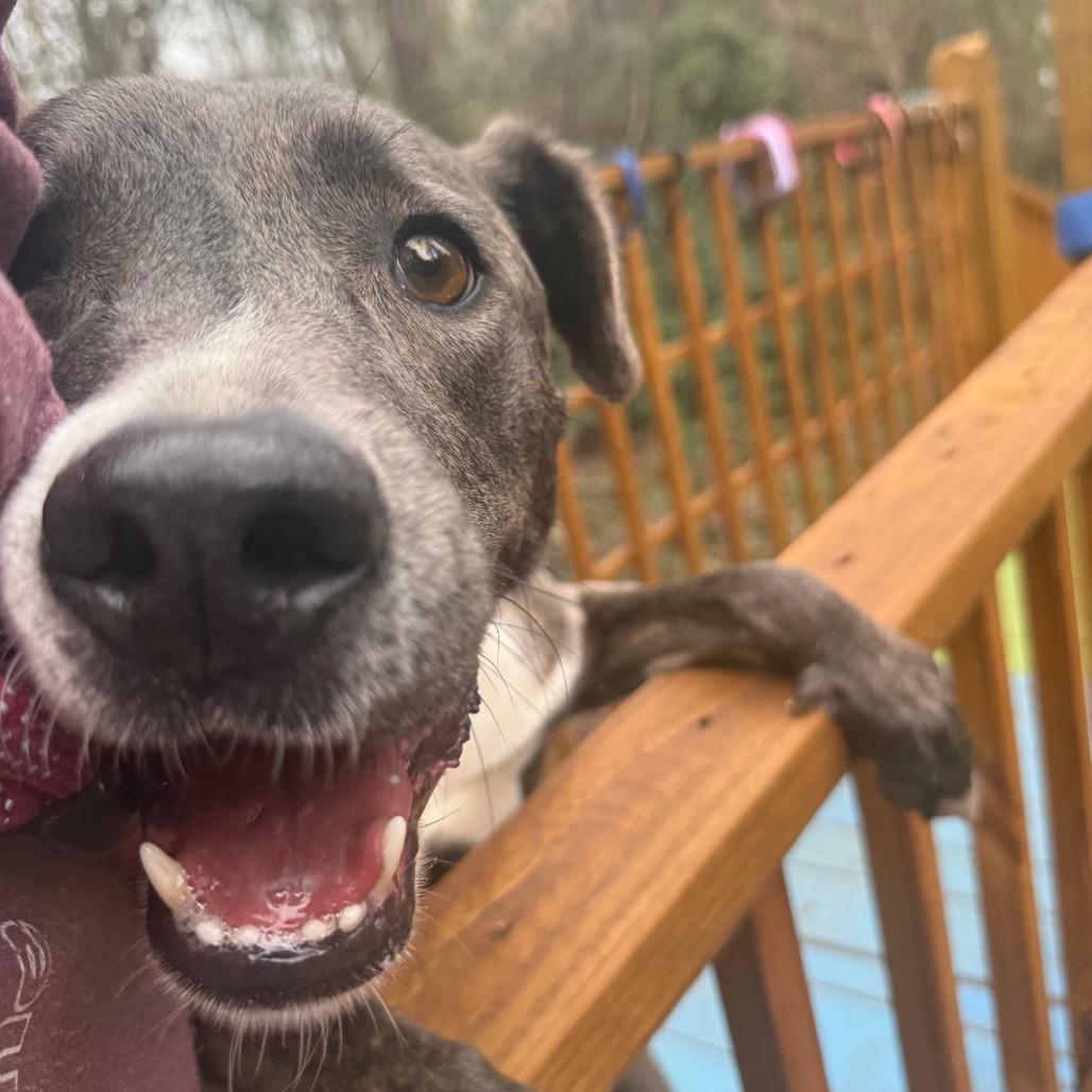 Parfait 2004 — thumbnail 5