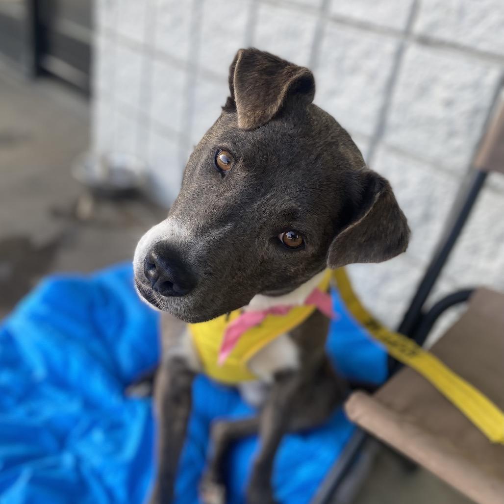 Parfait 2004, a Adoptable Mixed Breed in Columbus, GA image 6/6