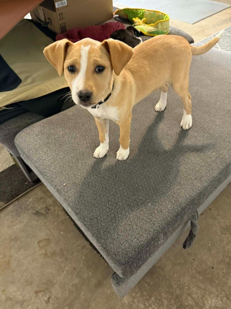 Enlarge Elation, a Adoptable mixed breed in Fond Du Lac, WI image 1/5