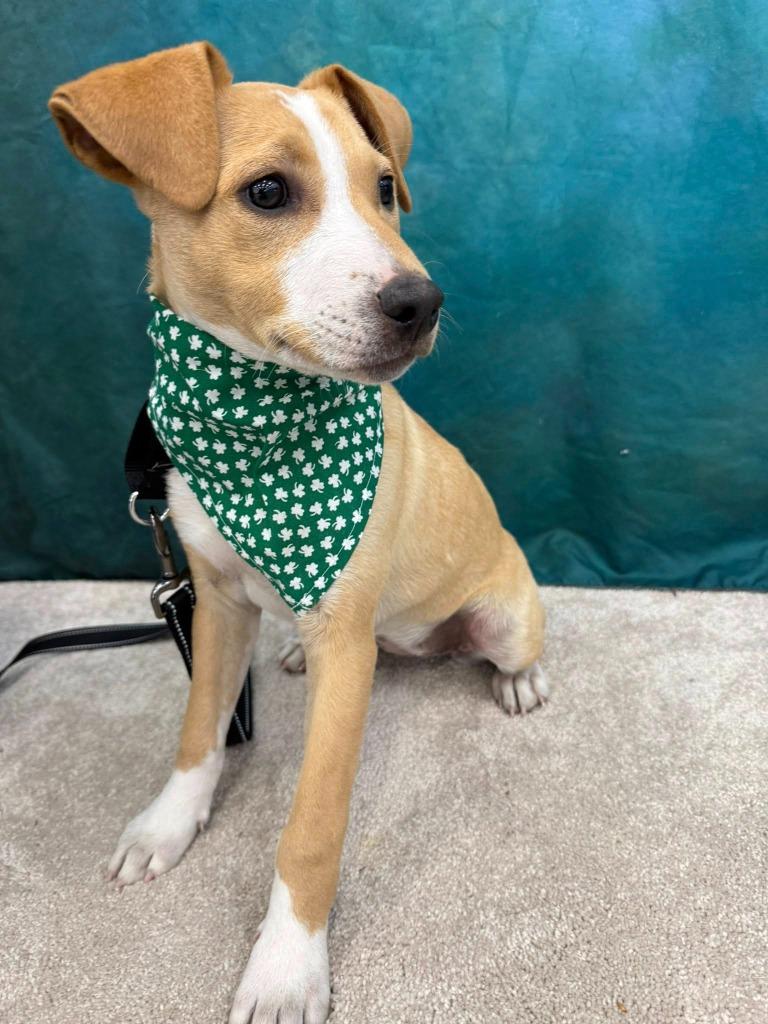 Enlarge Elation, a Adoptable mixed breed in Fond Du Lac, WI image 1/5