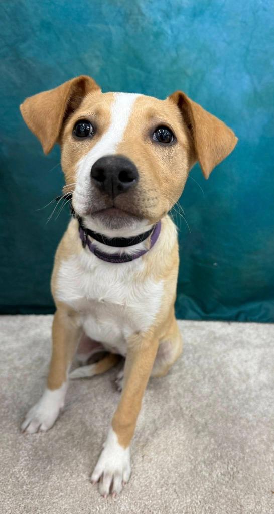 Enlarge Elation, a Adoptable mixed breed in Fond Du Lac, WI image 2/5