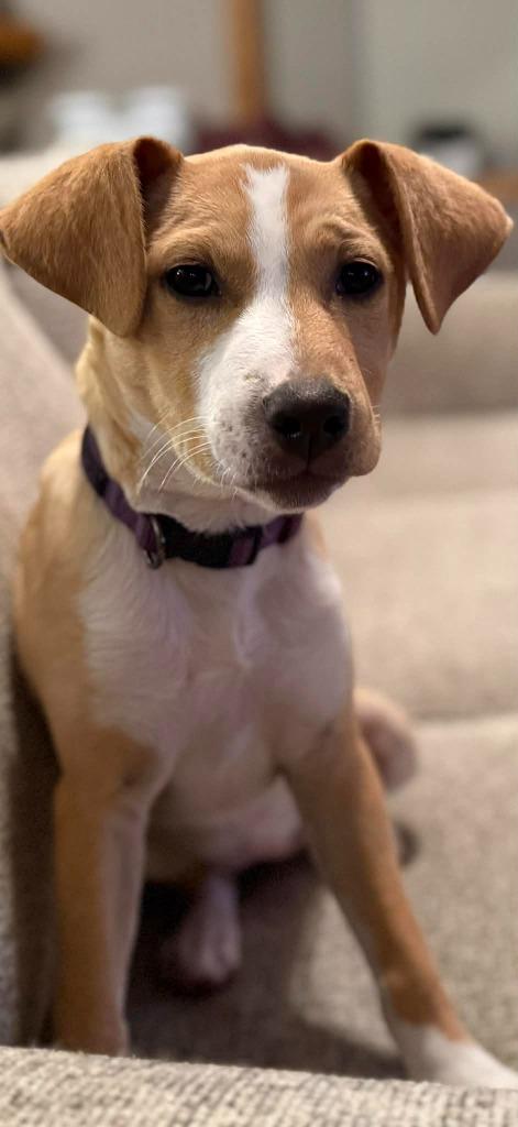 Enlarge Elation, a Adoptable mixed breed in Fond Du Lac, WI image 3/5