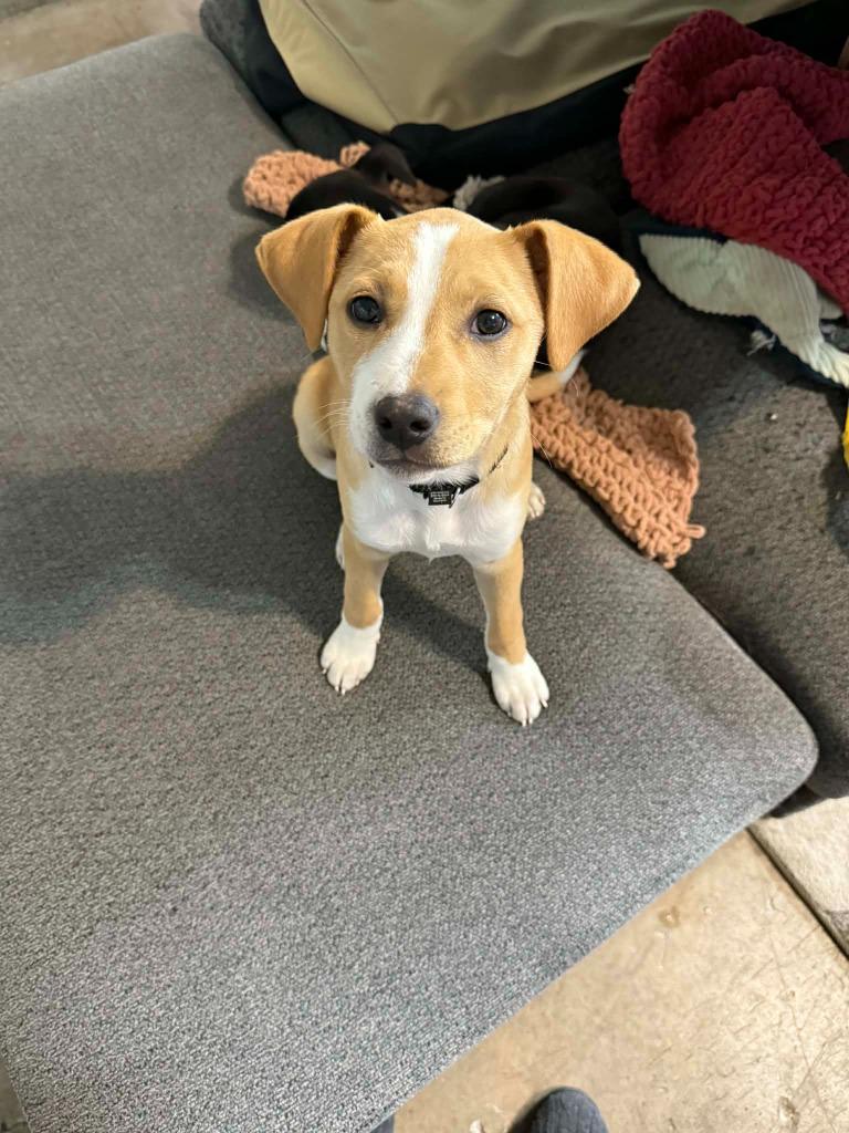 Enlarge Elation, a Adoptable mixed breed in Fond Du Lac, WI image 2/5