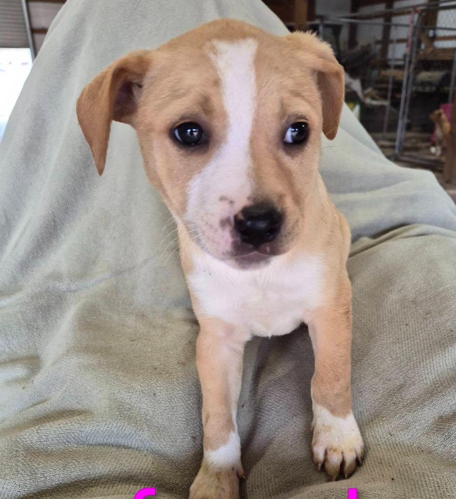 Enlarge Elation, a Adoptable mixed breed in Fond Du Lac, WI image 4/5