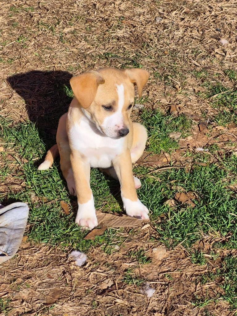 Enlarge Elation, a Adoptable mixed breed in Fond Du Lac, WI image 5/5