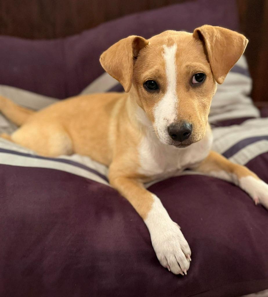 Enlarge Elation, a Adoptable mixed breed in Fond Du Lac, WI image 4/5