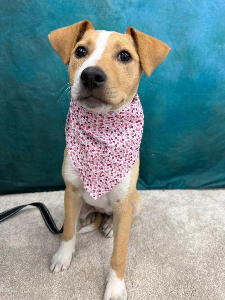 Enlarge Elation, a Adoptable mixed breed in Fond Du Lac, WI image 5/5