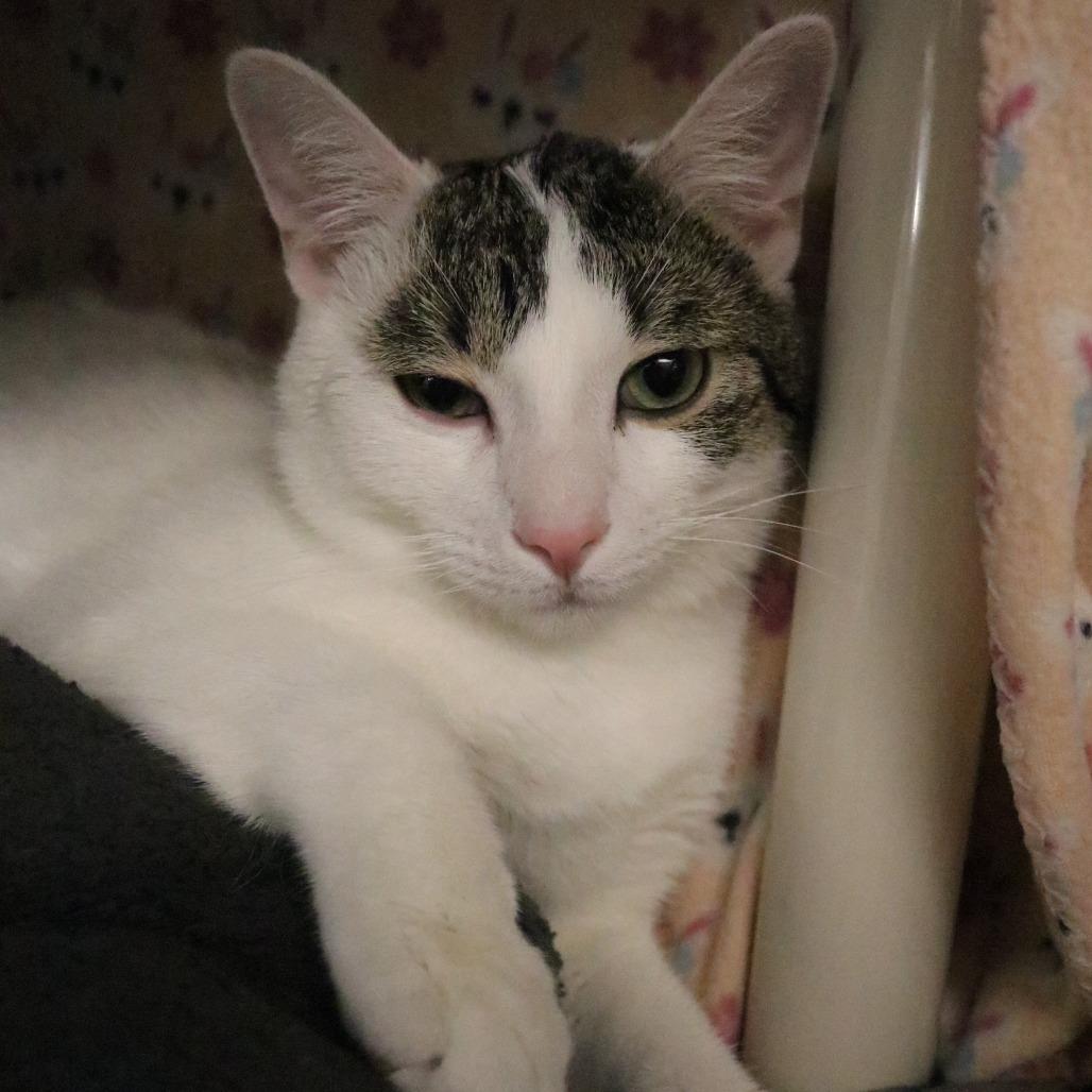 Enlarge Brian, a Adoptable Domestic Short Hair in Saint Cloud, MN image 1/6