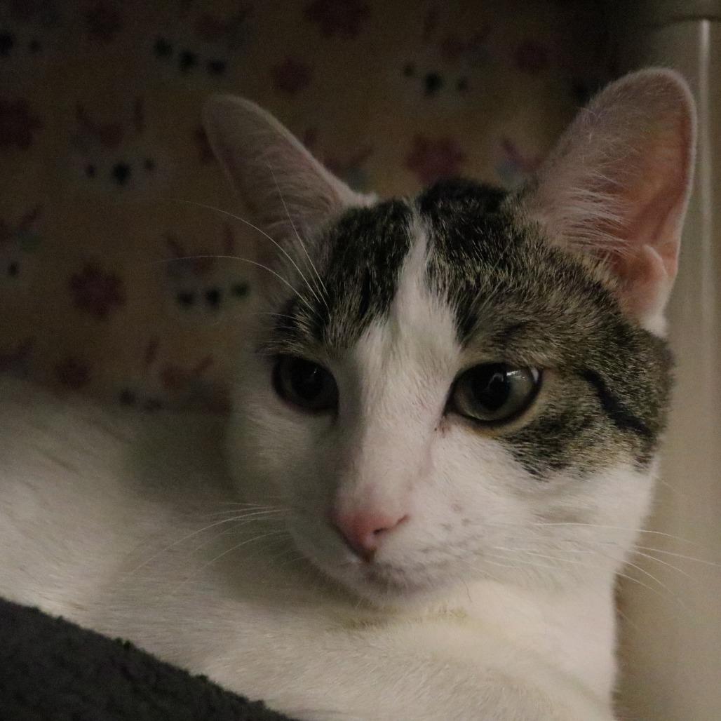 Brian, Adoptable, Young Male Domestic Short Hair.