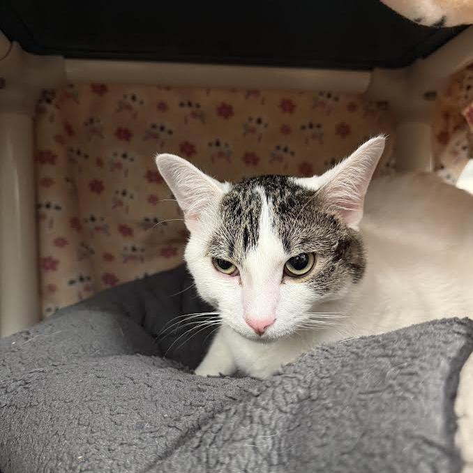 Enlarge Brian, a Adoptable Domestic Short Hair in Saint Cloud, MN image 3/6