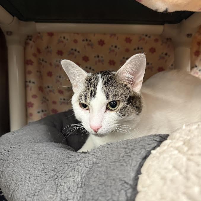 Enlarge Brian, a Adoptable Domestic Short Hair in Saint Cloud, MN image 4/6