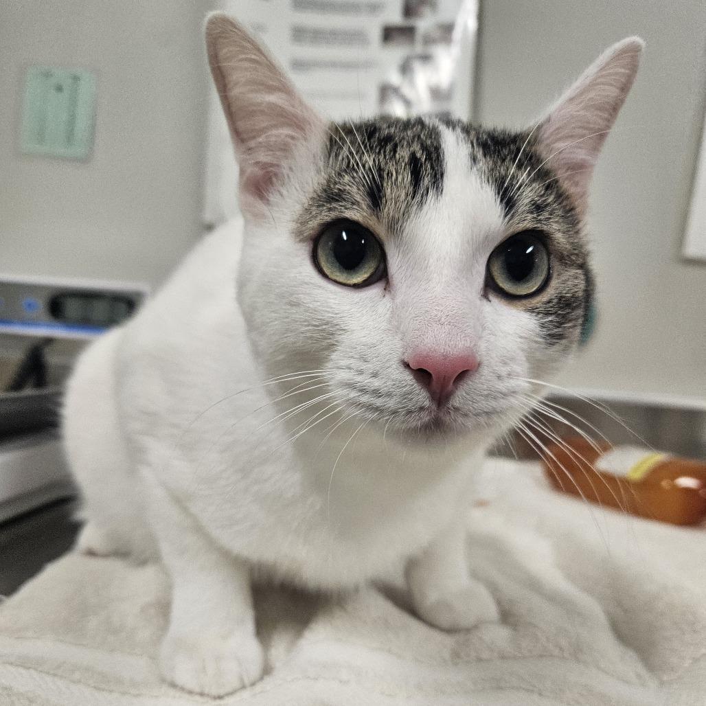 Enlarge Brian, a Adoptable Domestic Short Hair in Saint Cloud, MN image 5/6