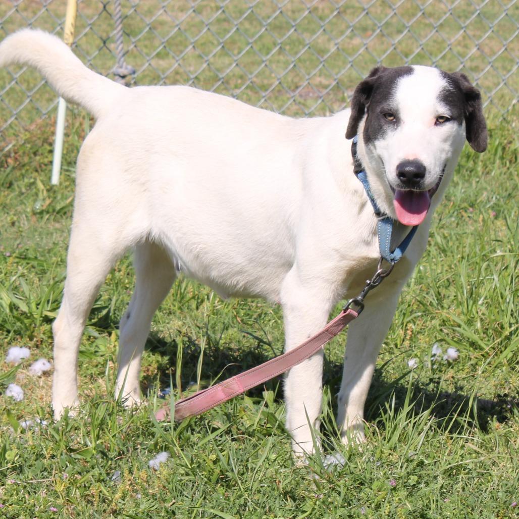 Velma, Adoptable, Young Female Labrador Retriever.
