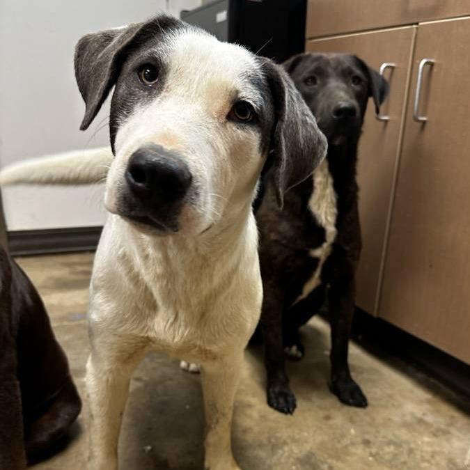 Velma, a Adoptable Labrador Retriever in Cleveland, MS image 2/4