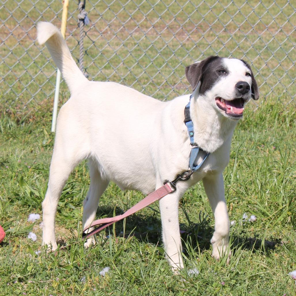 Velma, a Adoptable Labrador Retriever in Cleveland, MS image 3/4