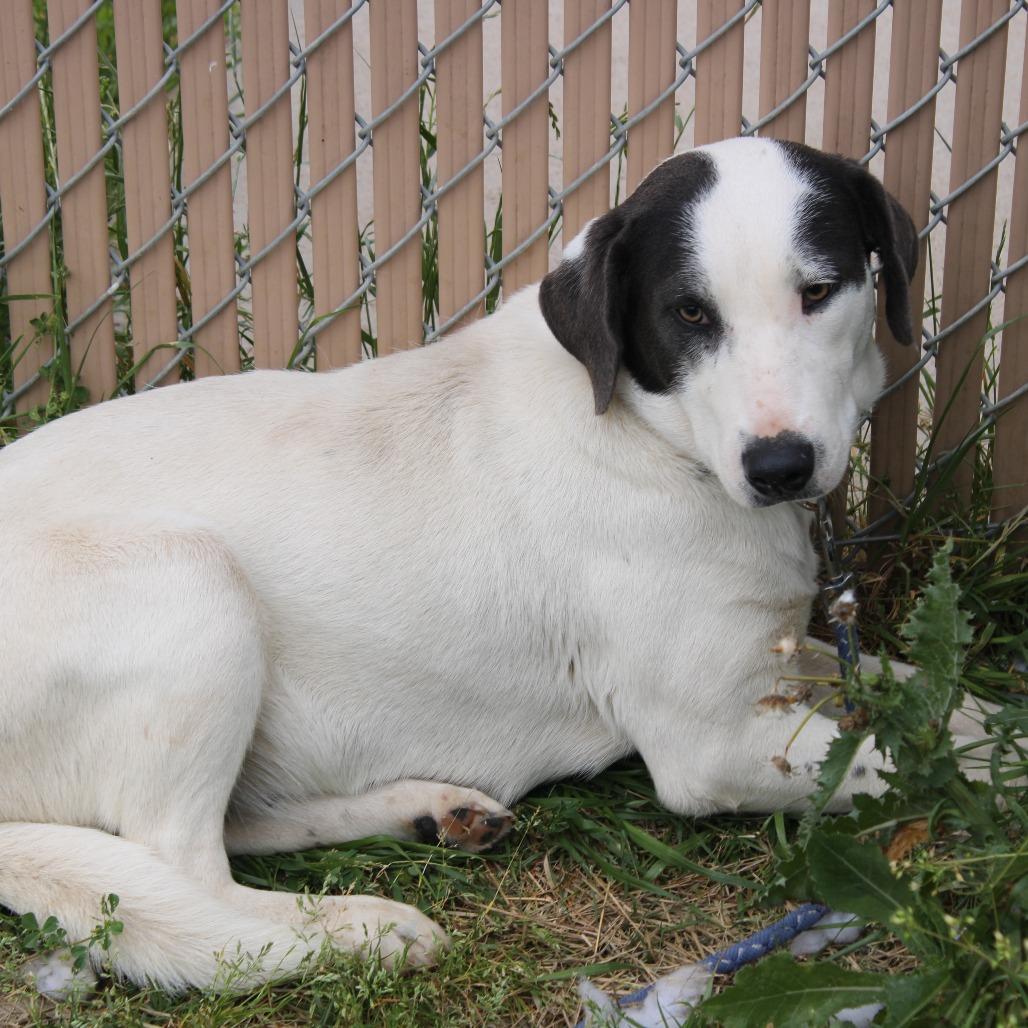 Velma, a Adoptable Labrador Retriever in Cleveland, MS image 4/4