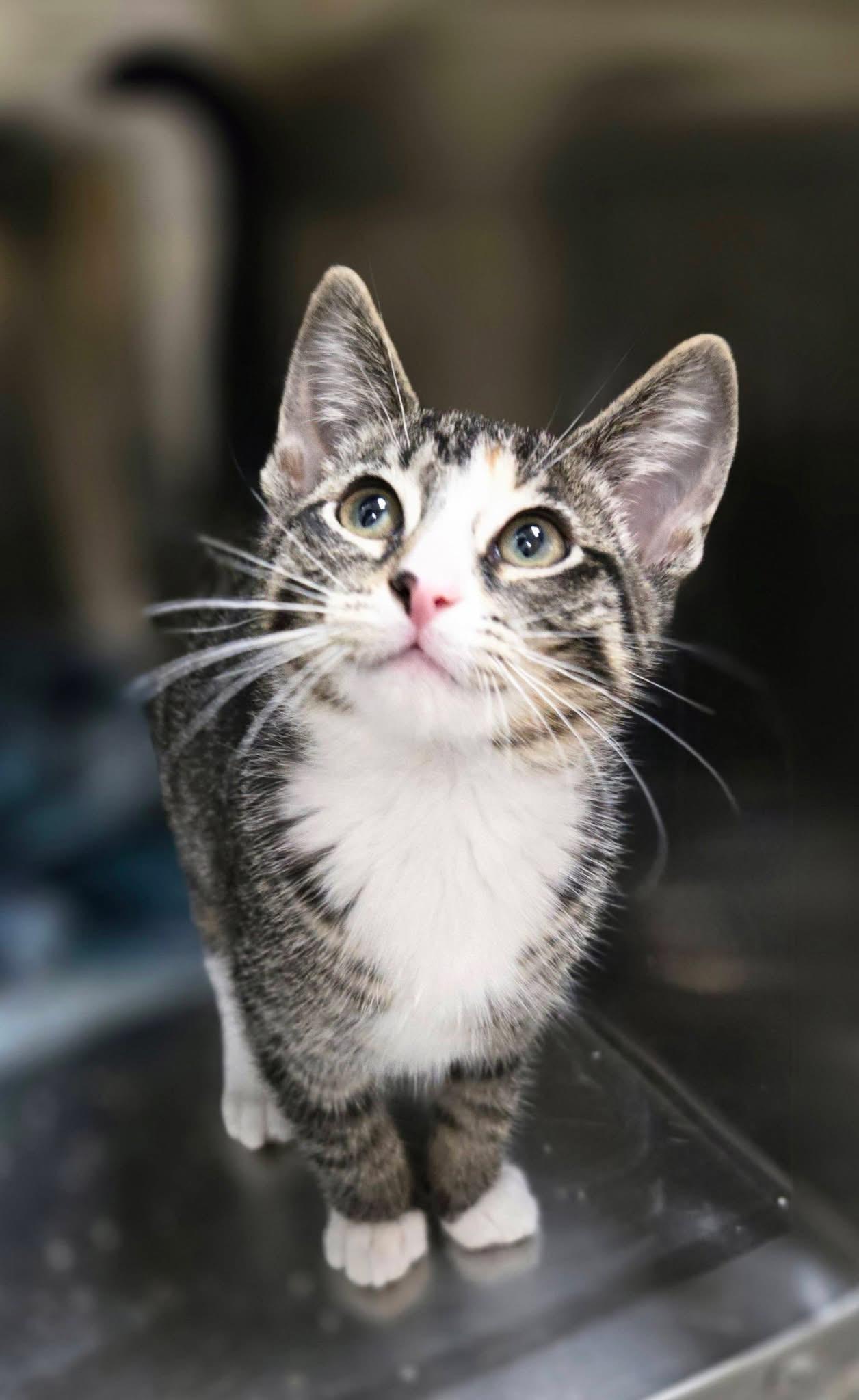 Velma, ADOPTABLE, Young Female Domestic Short Hair.