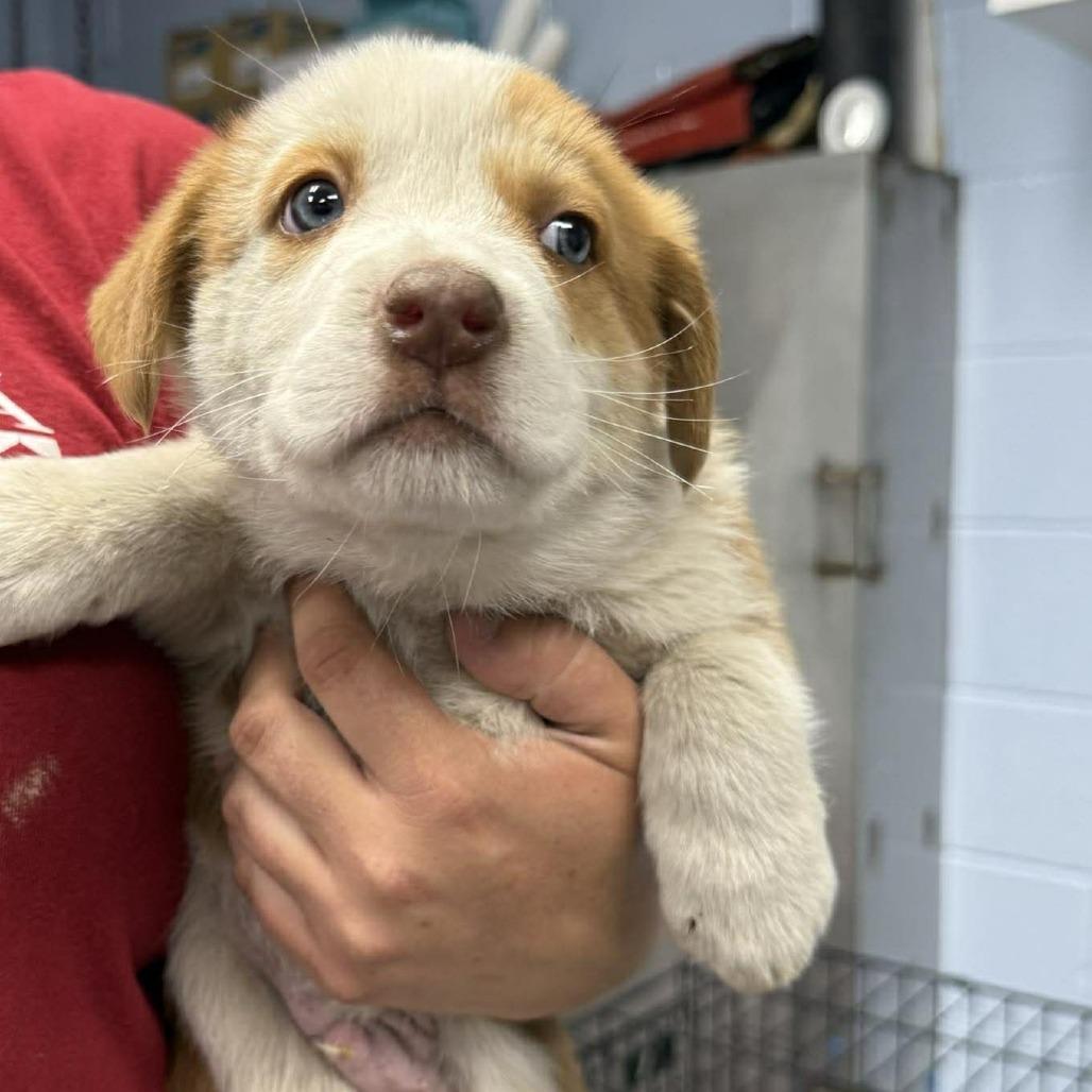 Aaron Hotchner, Adoptable, Puppy Male Mixed Breed.