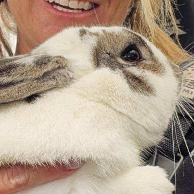 Aspen, Adoptable, Baby Male Mini Rex.