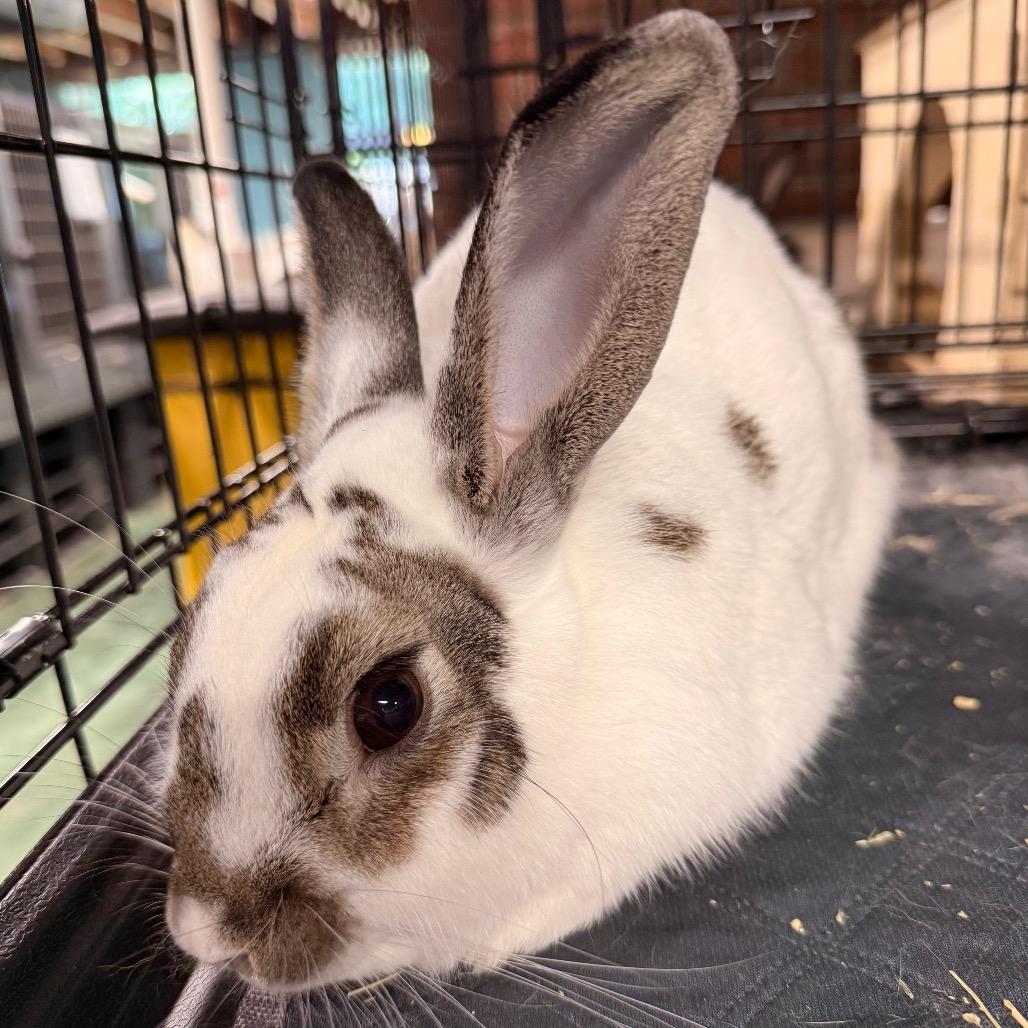 Aspen, a Adoptable American in Winston-Salem, NC image 2/2