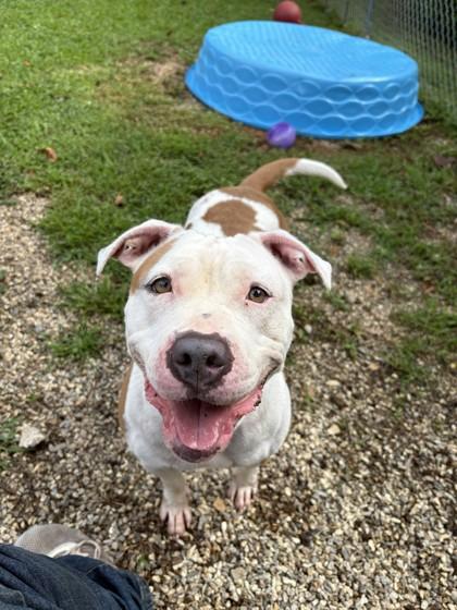 Nyla, Adoptable, Adult Female Pit Bull Terrier & American Bulldog.