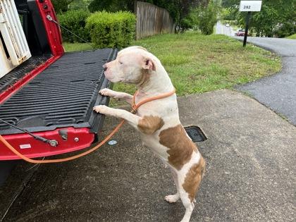 Enlarge Nyla, a Adoptable mixed breed in Blue Ridge, GA image 2/3