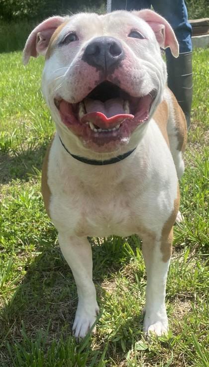 Enlarge Nyla, a Adoptable mixed breed in Blue Ridge, GA image 2/3