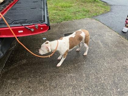 Enlarge Nyla, a Adoptable mixed breed in Blue Ridge, GA image 3/3