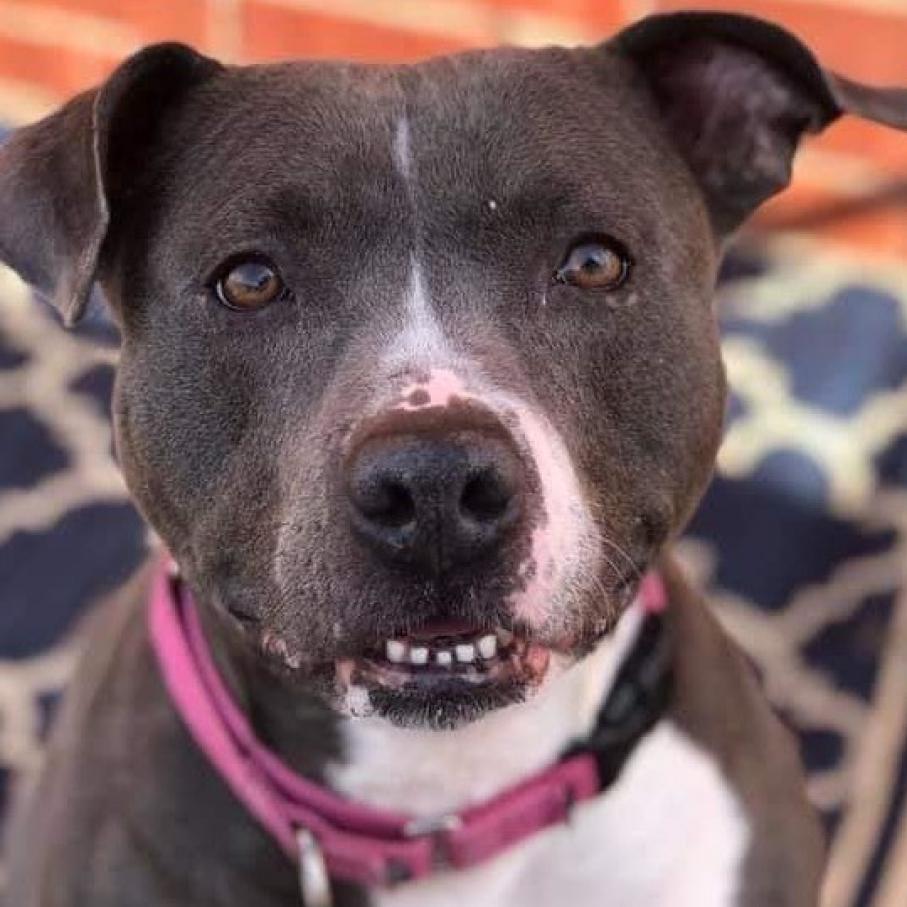 Colette, Adoptable, Senior Female Pit Bull Terrier.