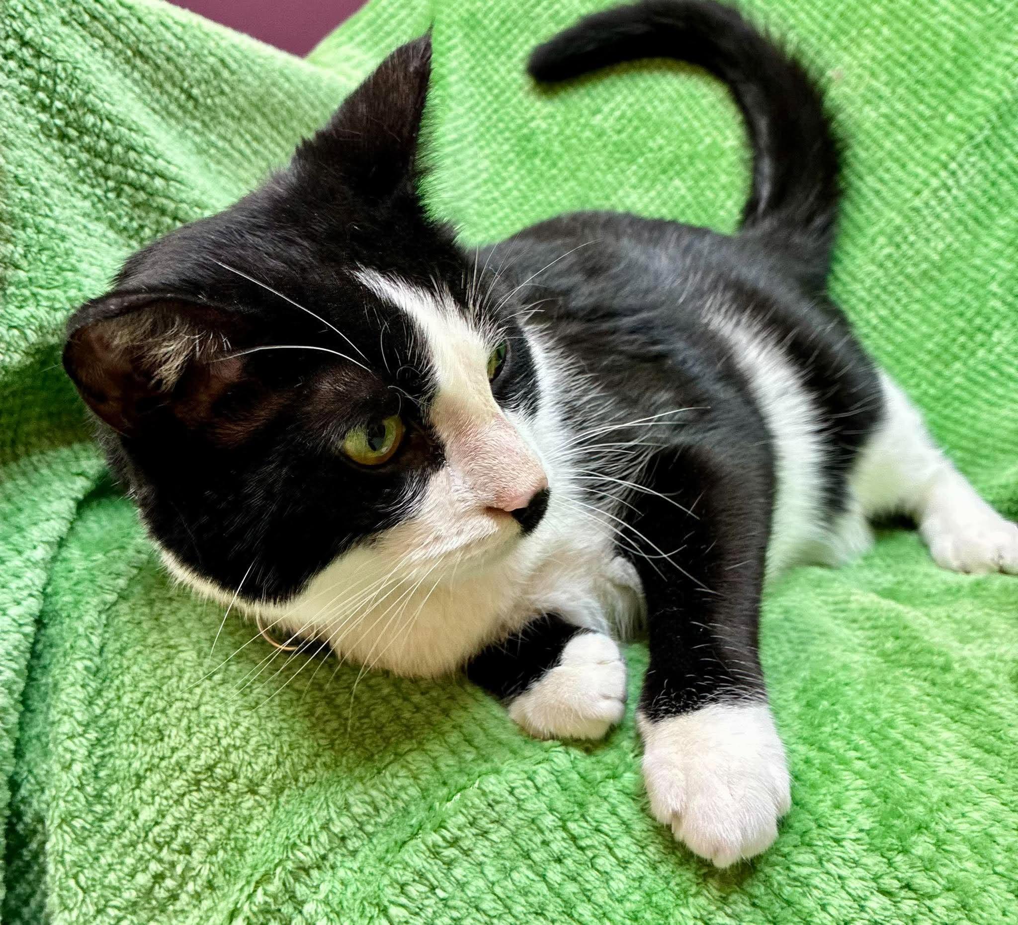 Enlarge Crew, a Adoptable Domestic Short Hair in Alexandria, MN image 4/4