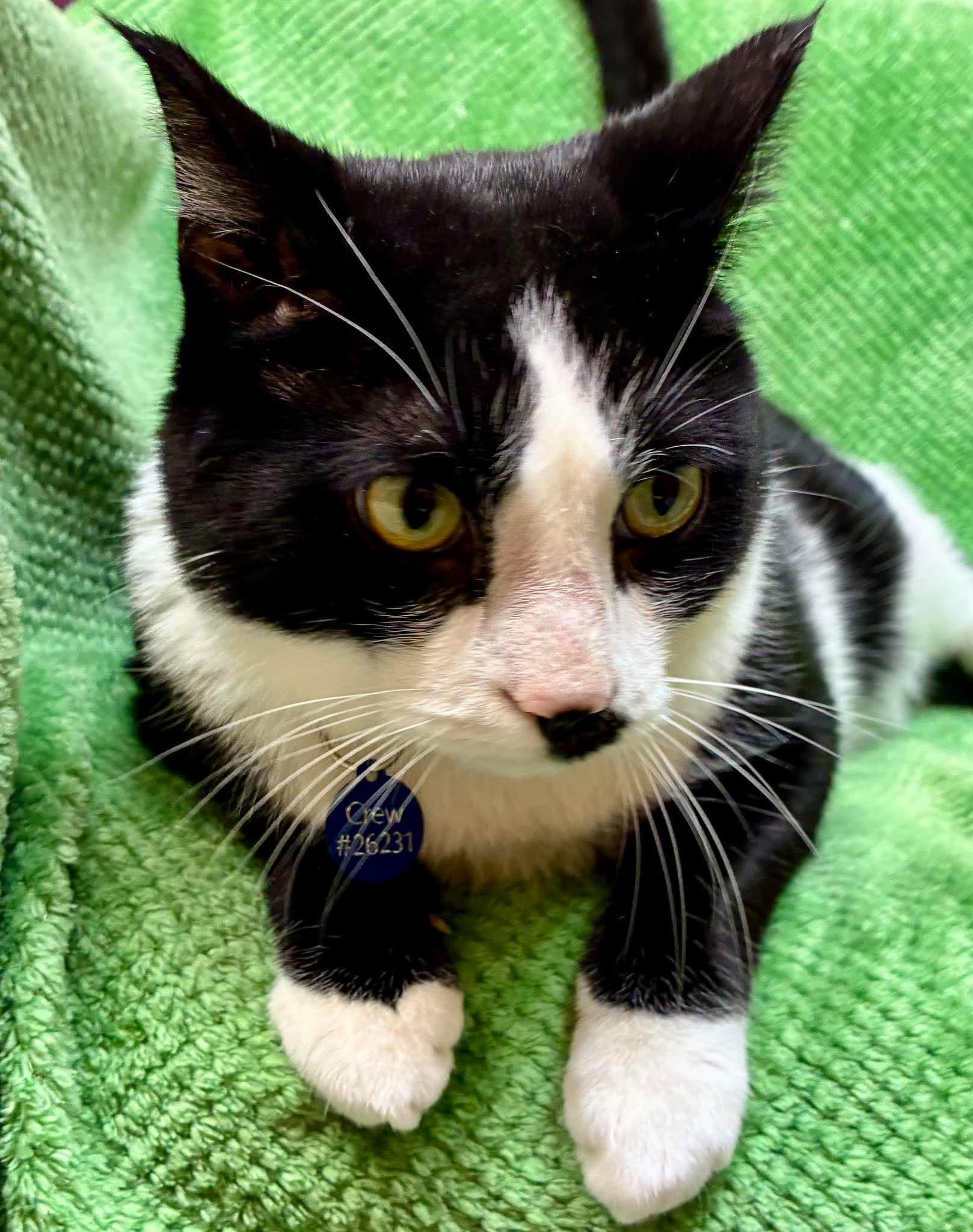 Enlarge Crew, a Adoptable Domestic Short Hair in Alexandria, MN image 2/4