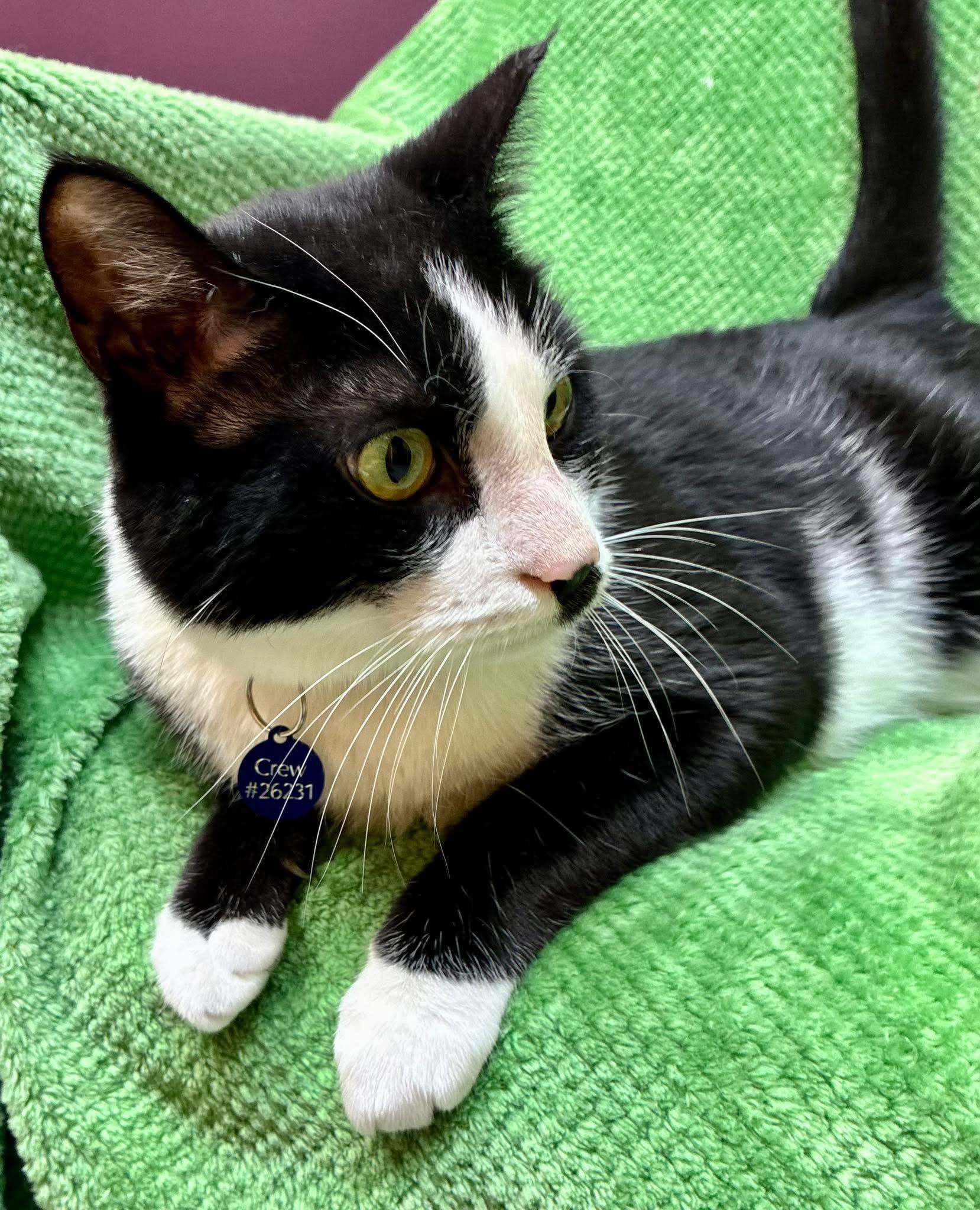 Enlarge Crew, a Adoptable Domestic Short Hair in Alexandria, MN image 3/4