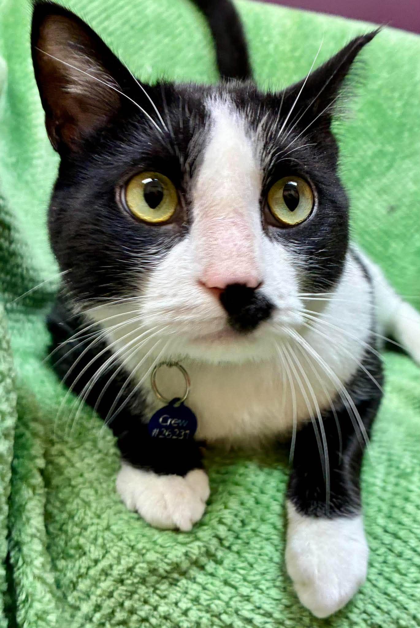 Enlarge Crew, a Adoptable Domestic Short Hair in Alexandria, MN image 1/4