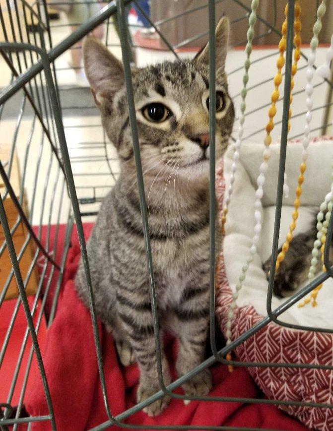 Jigsaw, a Adoptable mixed breed in Greensboro, GA image 5/6