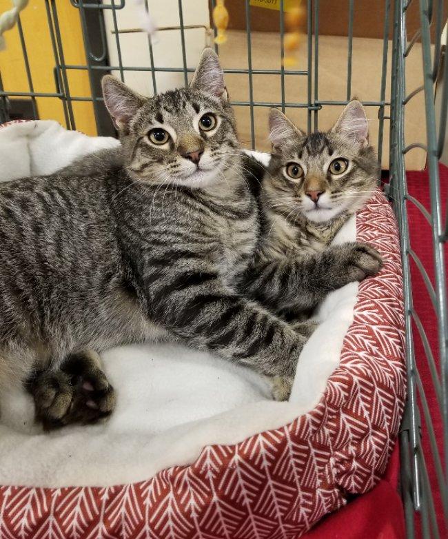 Jigsaw, Adoptable, Young Male Domestic Short Hair & Tabby.