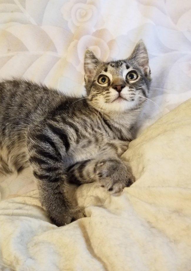 Jigsaw, Adoptable, Young Male Domestic Short Hair & Tabby.