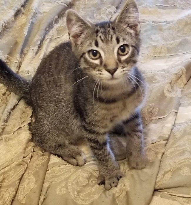 Jigsaw, a Adoptable mixed breed in Greensboro, GA image 3/6