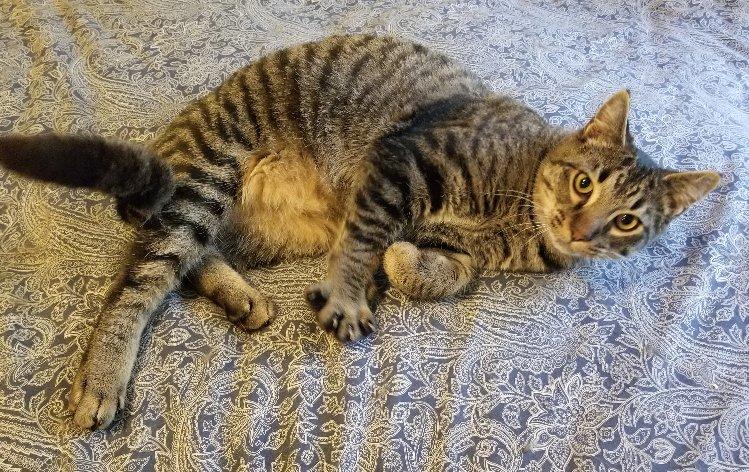 Jigsaw, Adoptable, Young Male Domestic Short Hair & Tabby.