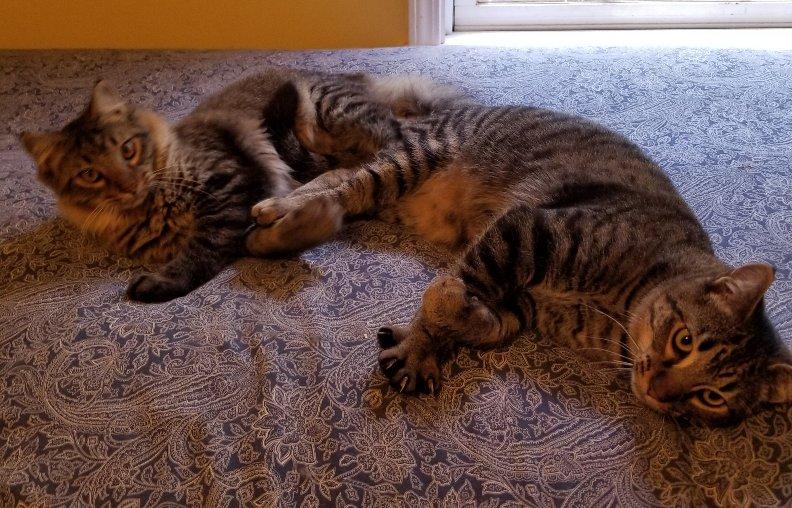 Jigsaw, a Adoptable mixed breed in Greensboro, GA image 4/6