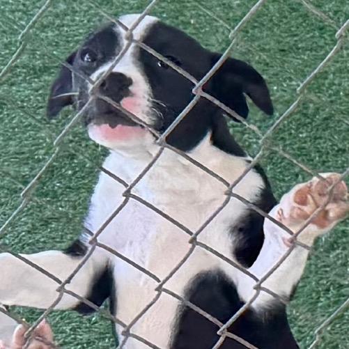 Calvin, a Adoptable Mixed Breed in Coos Bay, OR image 2/2