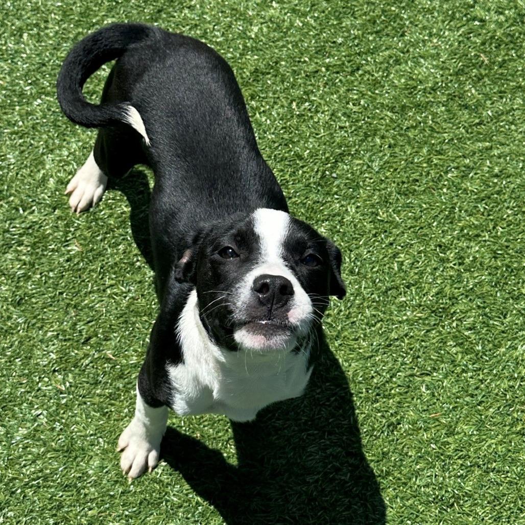 Calvin, Adoptable, Puppy Female Mixed Breed.
